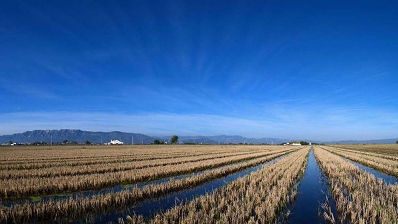 Mi Apartamento En El Delta Del Ebro+ Deltebre Dış mekan fotoğraf
