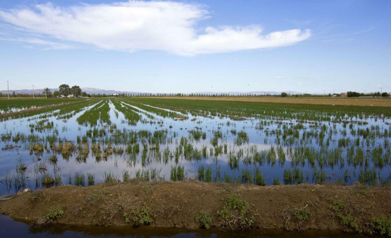 Mi Apartamento En El Delta Del Ebro+ Deltebre Dış mekan fotoğraf